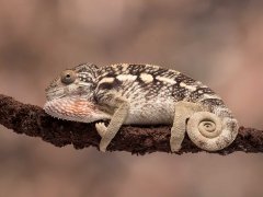 Phil Barker nature-chameleon-Very Highly Commended.jpg